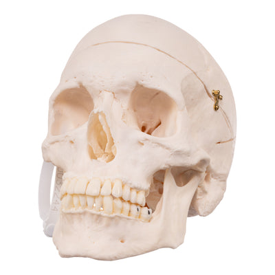 Real Research Quality Human Skull