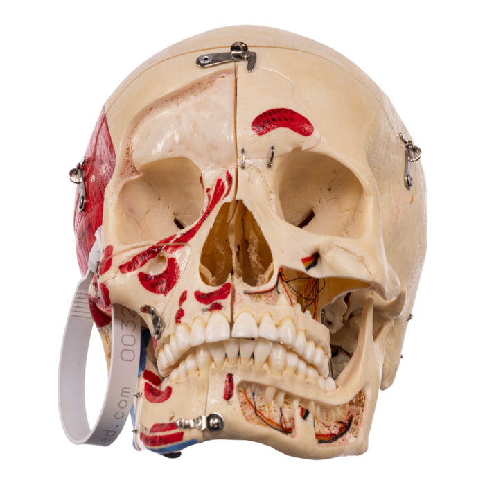 Real Human Skull - Dissected
