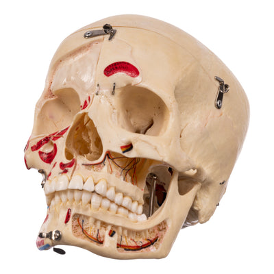 Real Human Skull - Dissected