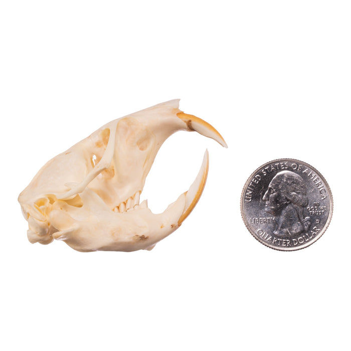 Real Camas Pocket Gopher Skeleton - Disarticulated