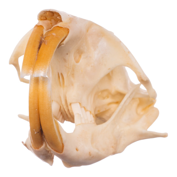 Real Camas Pocket Gopher Skeleton - Disarticulated