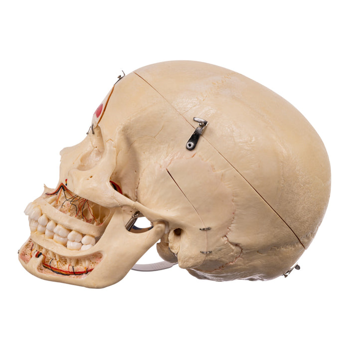 Real Human Skull - Dissected
