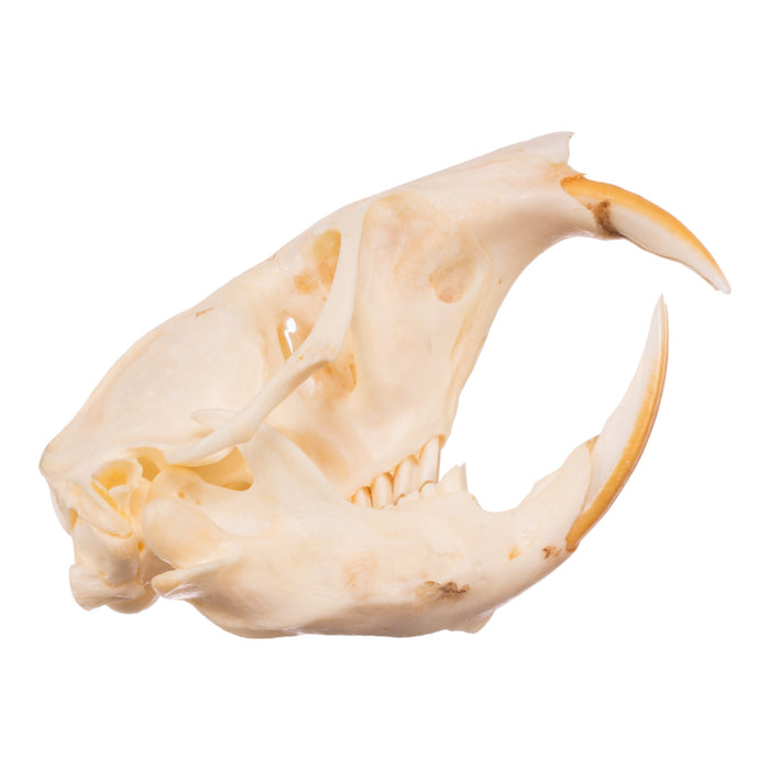 Real Camas Pocket Gopher Skeleton - Disarticulated