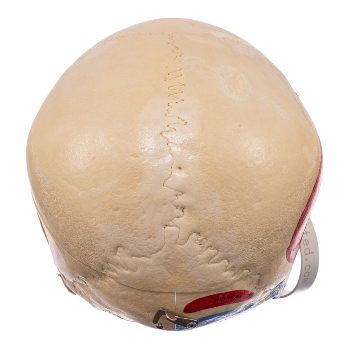 Real Human Skull - Dissected