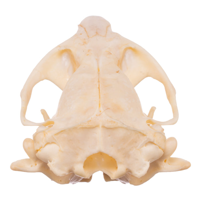 Real Camas Pocket Gopher Skeleton - Disarticulated