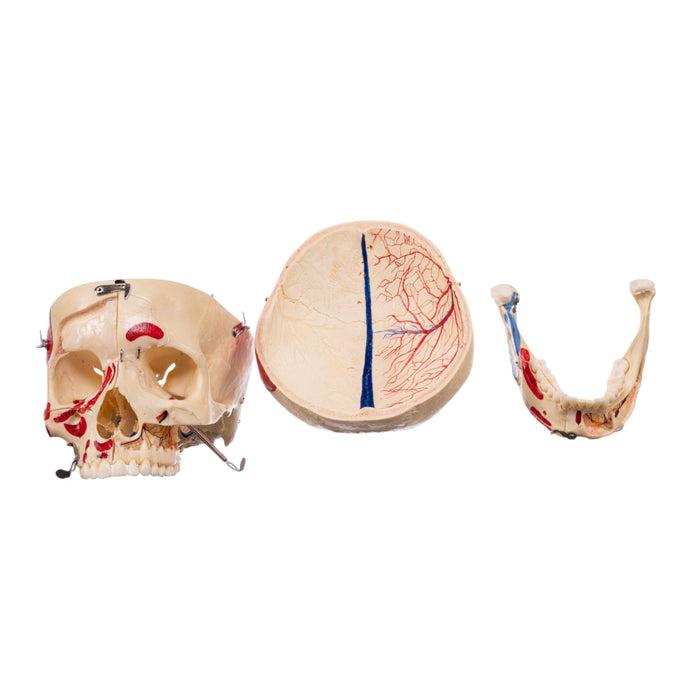 Real Human Skull - Dissected