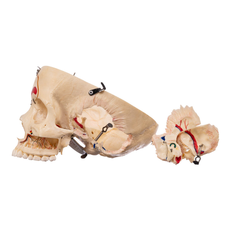 Real Human Skull - Dissected