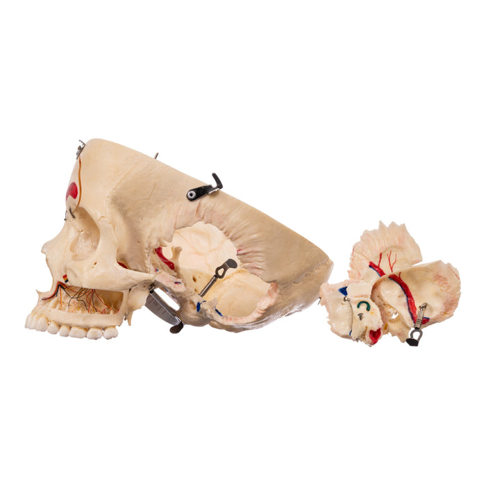 Real Human Skull - Dissected