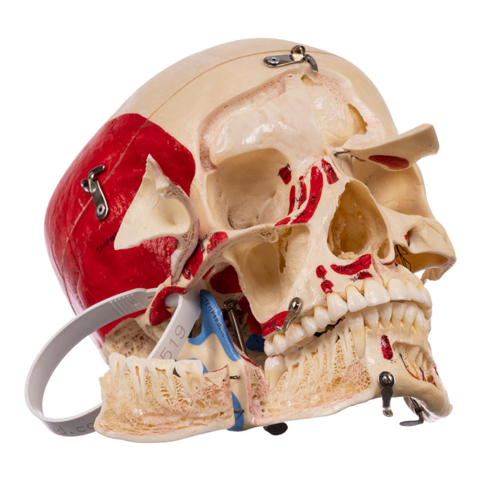 Real Human Skull - Dissected