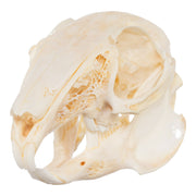 Real Domestic Rabbit Skeleton - Disarticulated