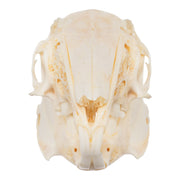 Real Domestic Rabbit Skeleton - Disarticulated