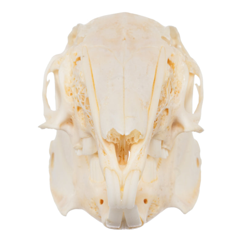 Real Domestic Rabbit Skeleton - Disarticulated