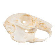Real Domestic Rabbit Skeleton - Disarticulated