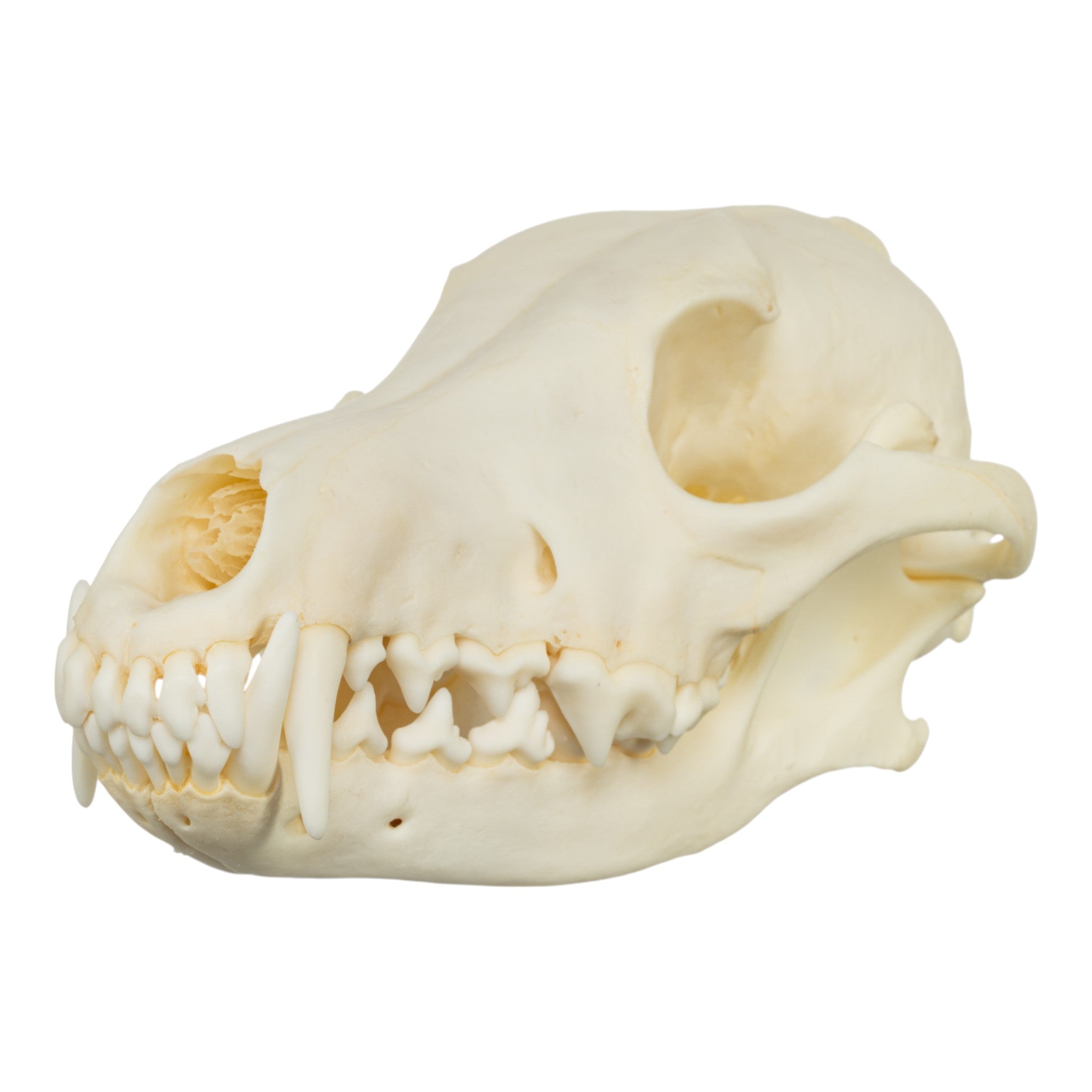 Real Coyote Skull For Sale — Skulls Unlimited International, Inc.