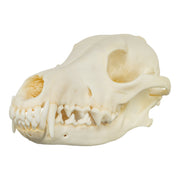 Real Coyote Skull