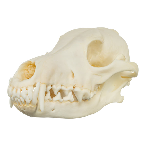 Real Coyote Skull