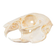 Real Domestic Rabbit Skeleton - Disarticulated