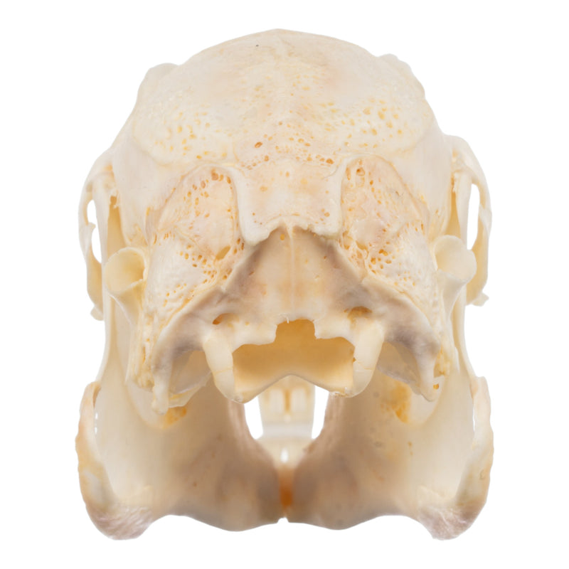 Real Domestic Rabbit Skeleton - Disarticulated