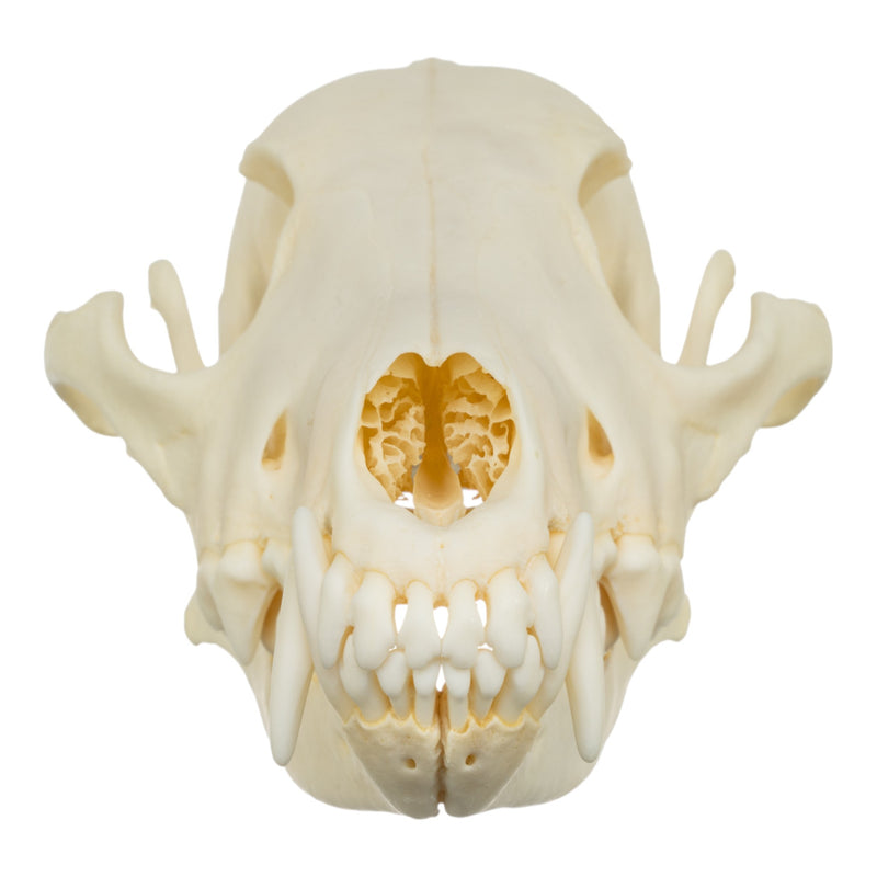 Real Coyote Skull