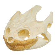 Real Snapping Turtle Skull - Extra Large
