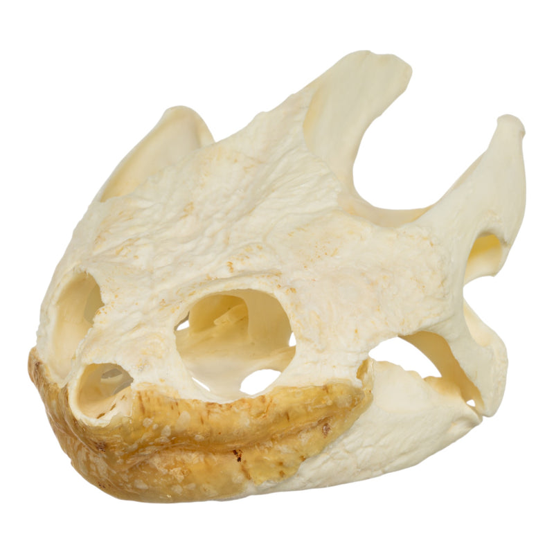 Real Snapping Turtle Skull - Extra Large