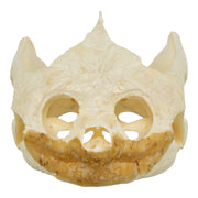 Real Snapping Turtle Skull - Extra Large