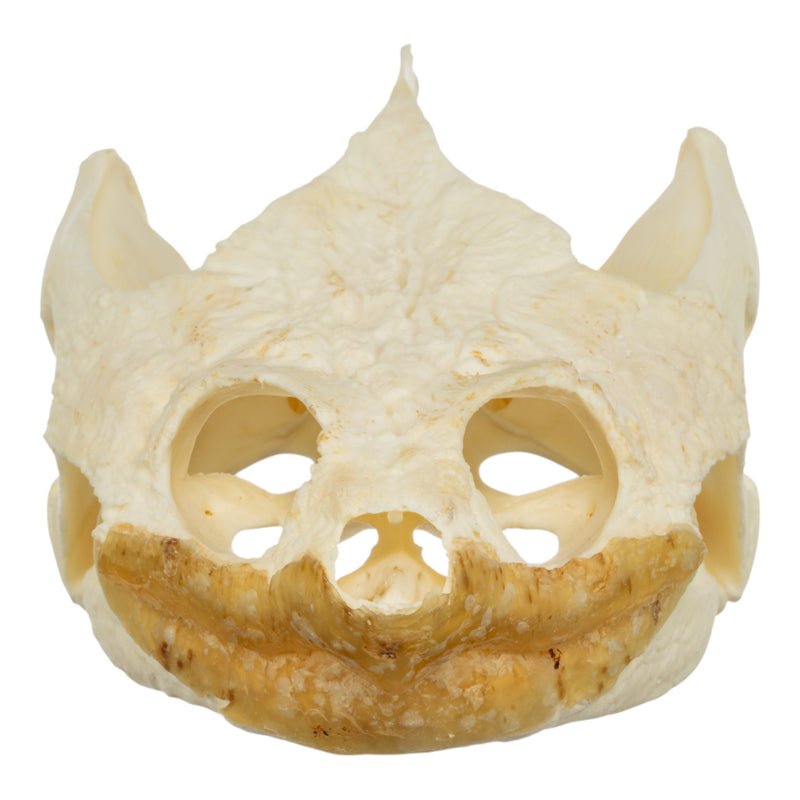 Real Snapping Turtle Skull - Extra Large