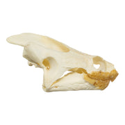 Real Snapping Turtle Skull - Extra Large
