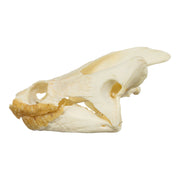 Real Snapping Turtle Skull - Extra Large