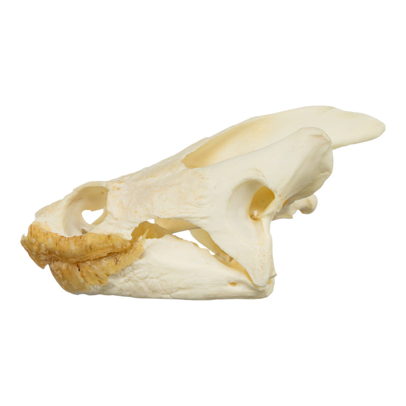 Real Snapping Turtle Skull - Extra Large