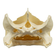Real Snapping Turtle Skull - Extra Large