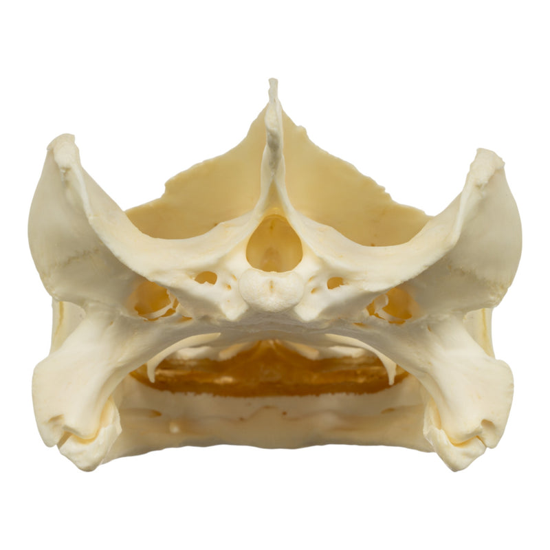 Real Snapping Turtle Skull - Extra Large