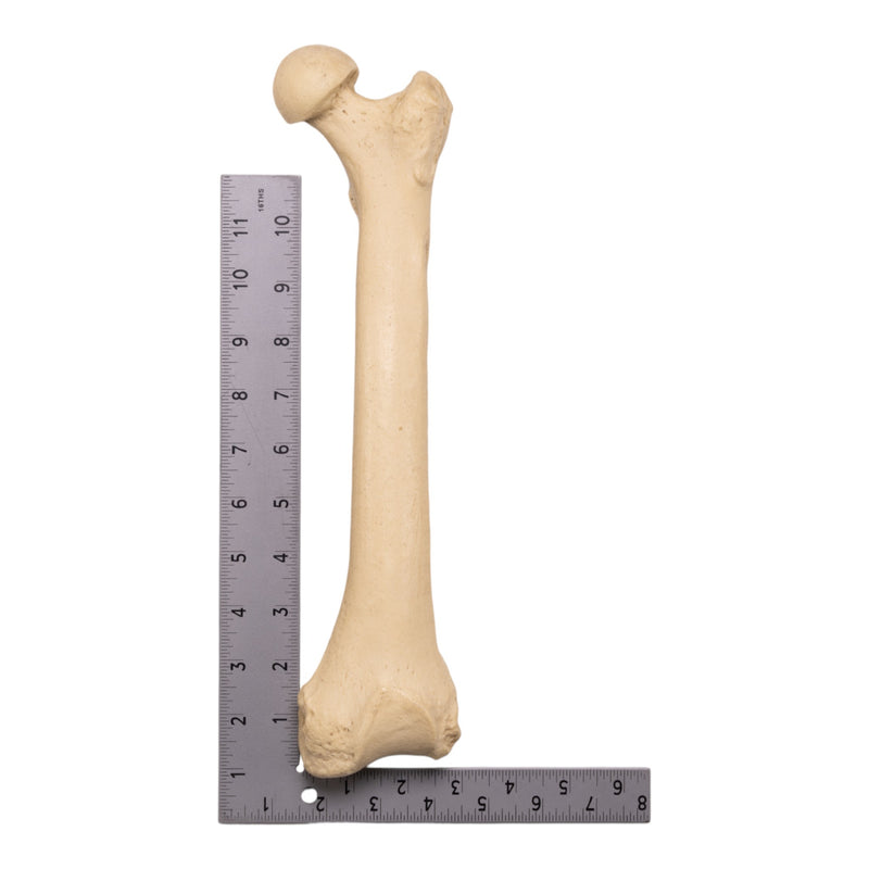 Replica Sumatran Orangutan Femur