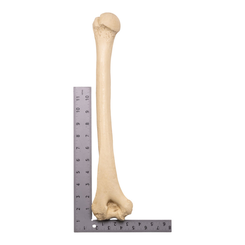 Replica Sumatran Orangutan Humerus