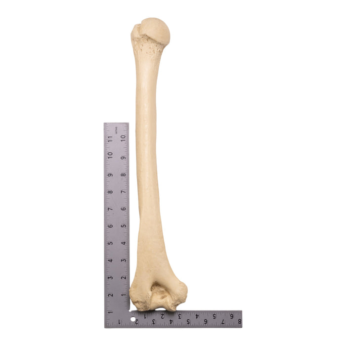 Replica Sumatran Orangutan Humerus