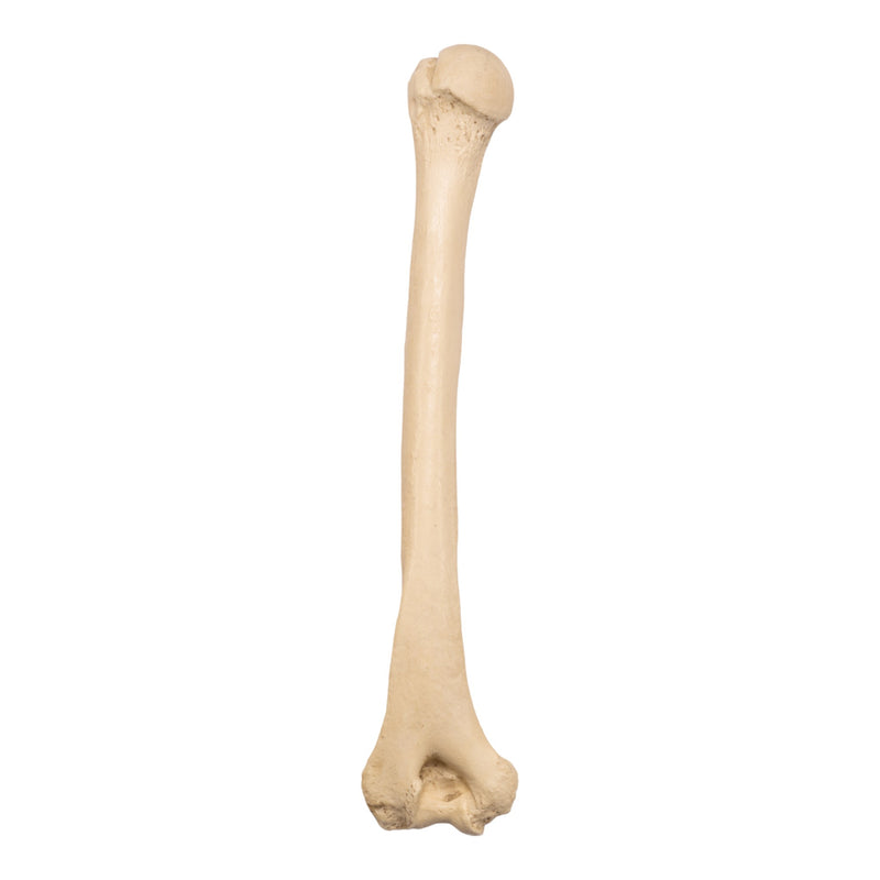 Replica Sumatran Orangutan Humerus