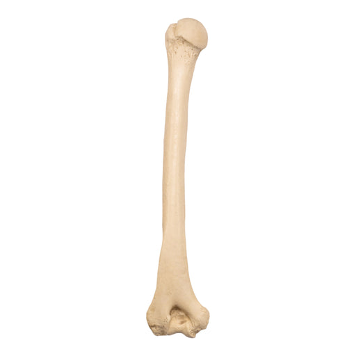 Replica Sumatran Orangutan Humerus