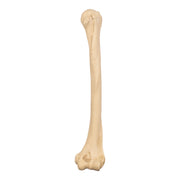 Replica Sumatran Orangutan Humerus