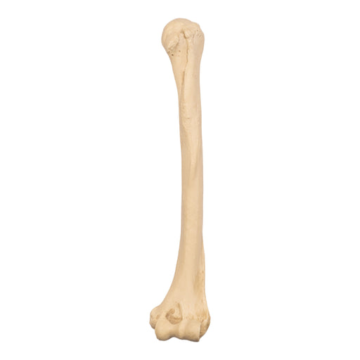 Replica Sumatran Orangutan Humerus