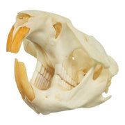 Real Muskrat Skull