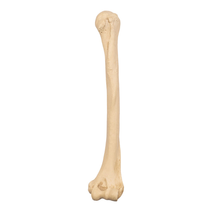 Replica Sumatran Orangutan Humerus