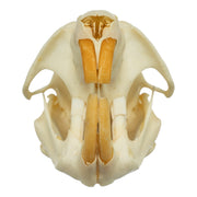 Real Muskrat Skull