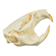 Real Muskrat Skull