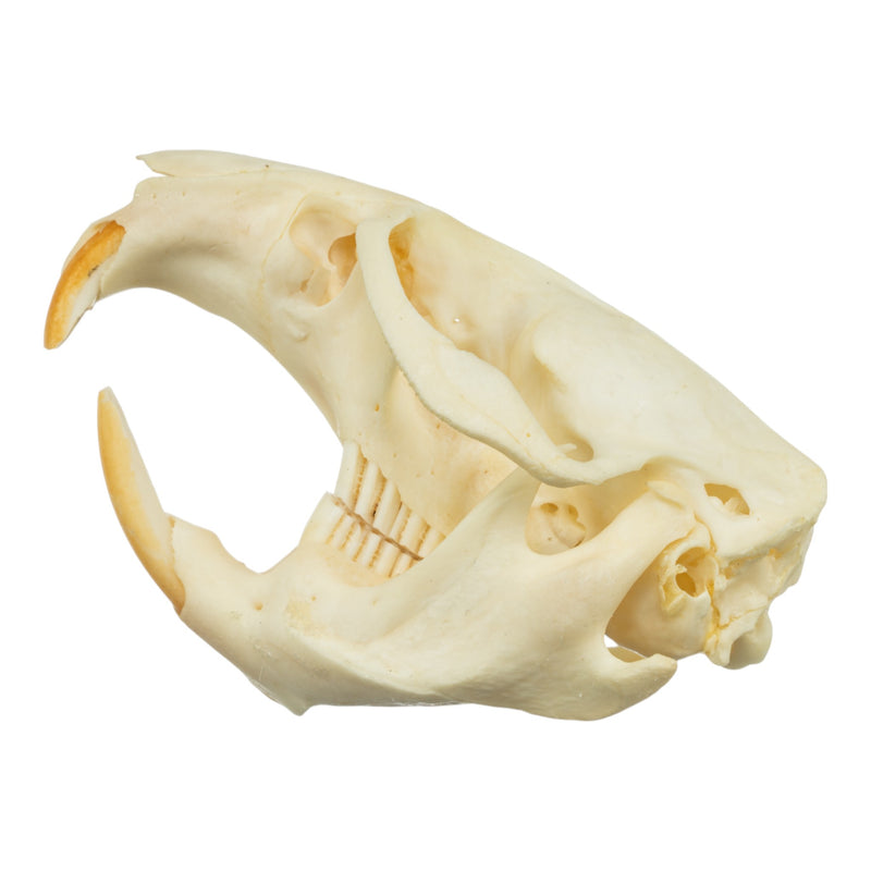 Real Muskrat Skull