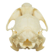 Real Muskrat Skull