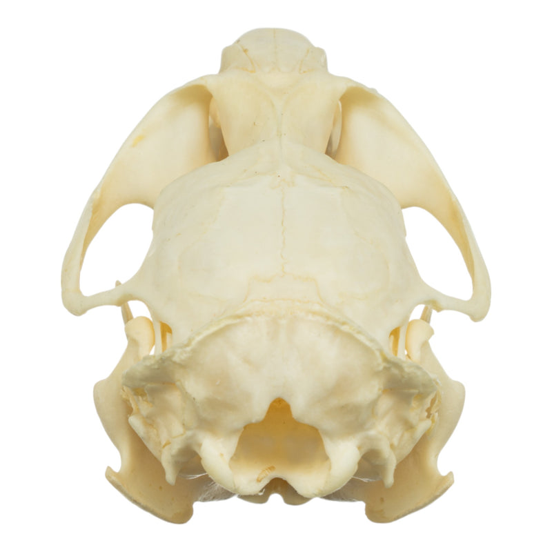 Real Muskrat Skull