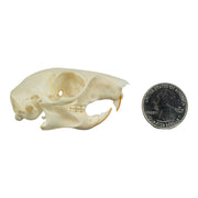 Real Tree Squirrel Skull