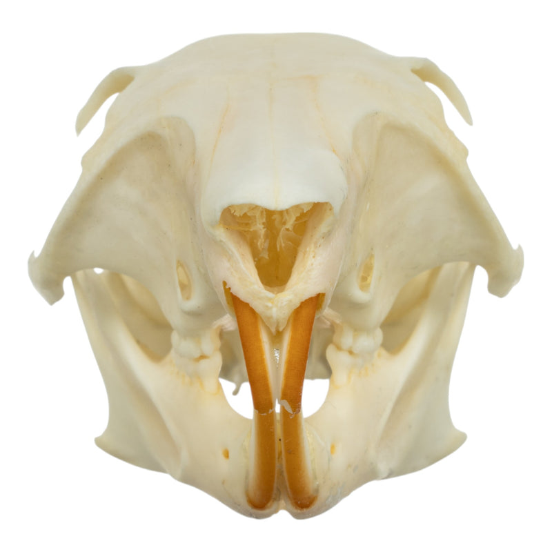 Real Tree Squirrel Skull