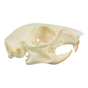Real Tree Squirrel Skull