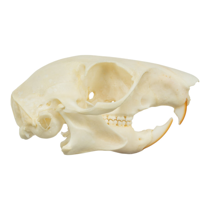 Real Tree Squirrel Skull